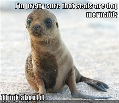 You Know, It Makes Sense | Funny animal memes, Baby sea lion, Funny animals