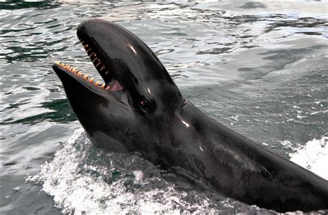 False Killer Whales Focus Sound Waves to 'See' Prey | Live Science