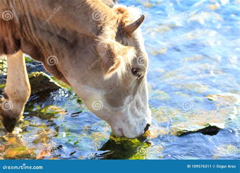 Cattle drinking water stock image. Image of brown, grass - 109576311