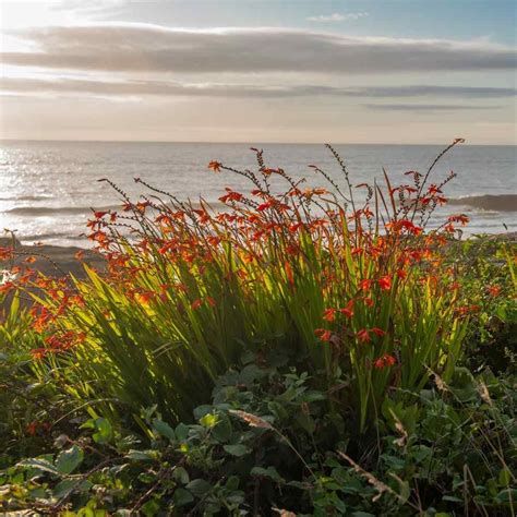 Crocosmia Flower Seeds Crocosmia Paniculata 100 Seeds - Etsy