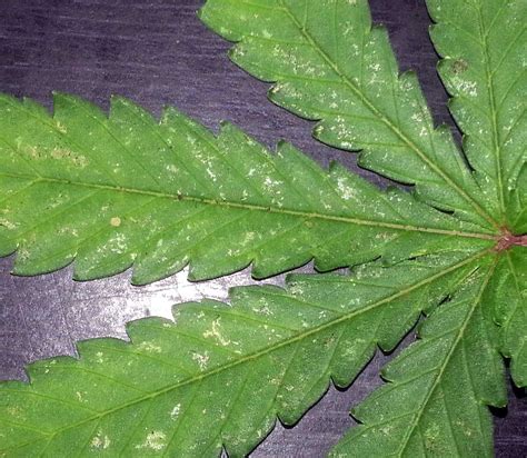 white spots on hbss leaves.... | The Autoflower Network