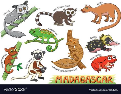 Set of cute animals cartoon in the Madagascar Vector Image