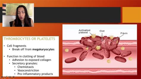 Thrombocytes Function