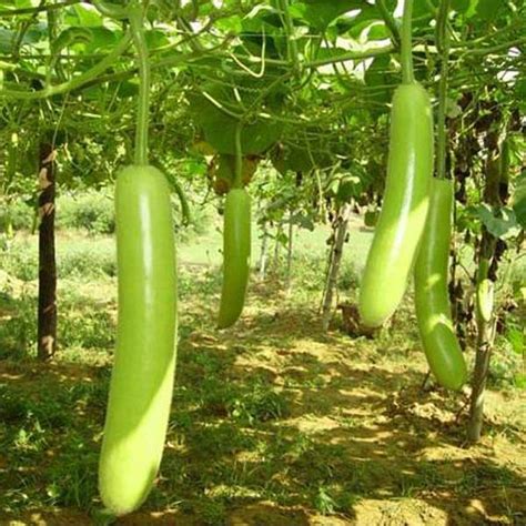 Buy Bottle Gourd Pusa Komal - Desi Vegetable Seeds online from Nurserylive at lowest price