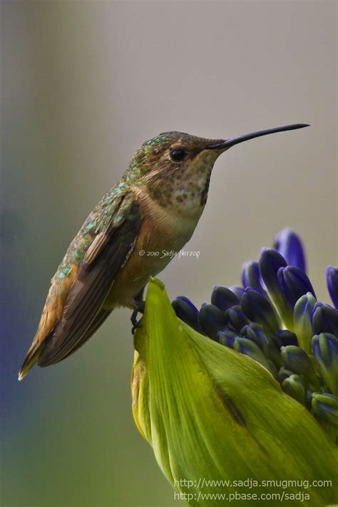 _P1D2230 | Allen's Hummingbird feeding on Agapantus africanu… | sadja2007 | Flickr