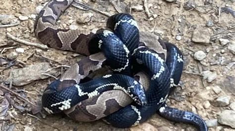 Field Notes: Do black snakes really kill rattlesnakes and copperheads? - GREENVILLE JOURNAL