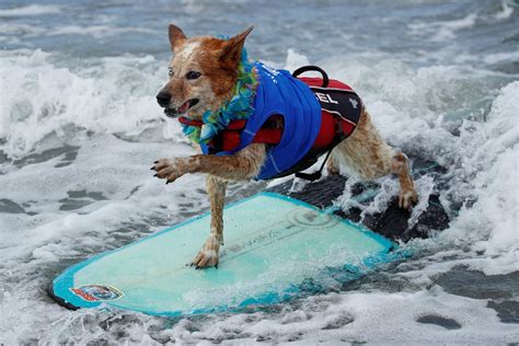 Surf's pup: these 41 photos of dogs riding the waves in California will make your day