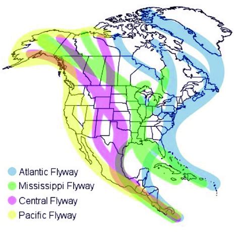 Mapa esquemático de rutas migratorias de aves de Norte América. Tomado... | Download Scientific ...