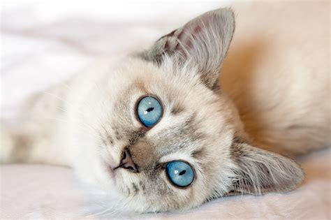 Beautiful Cats With Blue Eyes That Are Truly Captivating