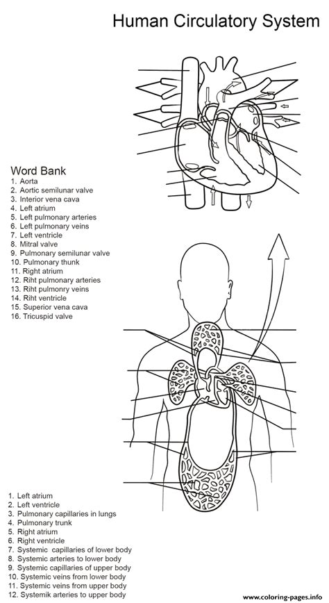 Human Circulatory System Worksheet By Yulia Znayduk Coloring page Printable