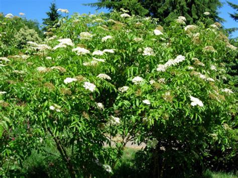 American Elderberry Bush Seeds 15 count | Etsy