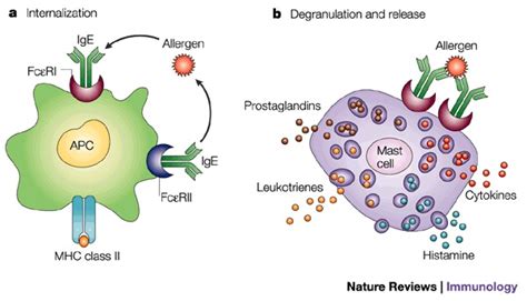 Biological effects of IgE binding.a | The low-affinity IgE receptor ...