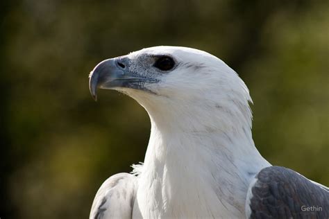 White-bellied Sea Eagle – "OCEAN TREASURES" Memorial Library