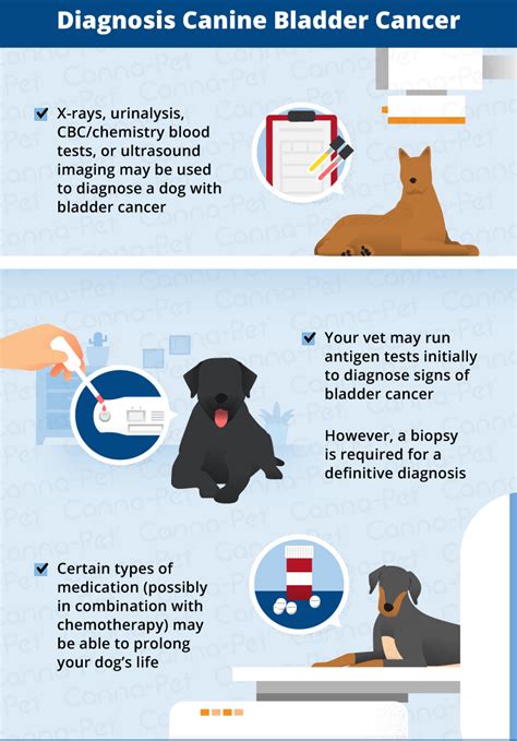 Bladder Cancer in Dogs | Canna-Pet®