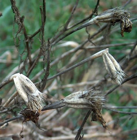 dead plants - Google Search | Scenic design, Scenic, Research images