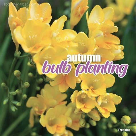 Autumn bulb planting – About The Garden Magazine