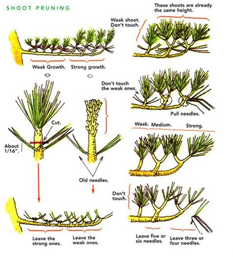 Pruning Bonsai Pine Tree