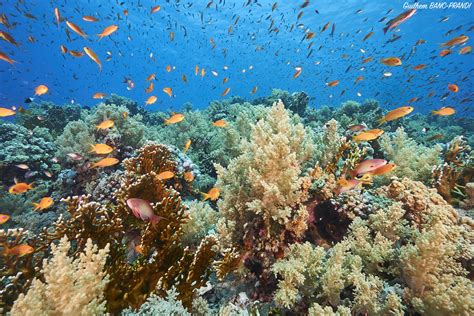 Transnational Red Sea project that could help save Earth’s coral reefs | Global Geneva