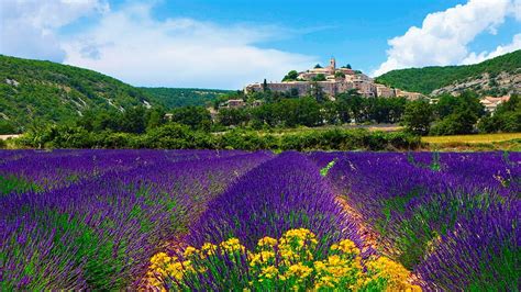 Provence, lavender fields france HD wallpaper | Pxfuel