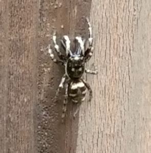 zebra spider | Featured Species