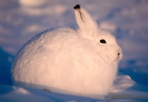 arctic, Hare, Rabbit, Rabbit Wallpapers HD / Desktop and Mobile Backgrounds