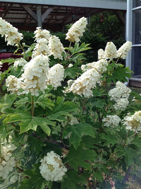 Oak Leaf Hydrangea | Beautiful hydrangeas, Oakleaf hydrangea, Beautiful ...