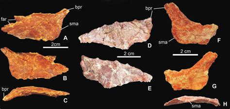 Sauropsida indet. fossils from the Middle Triassic (Ladinian)... | Download Scientific Diagram