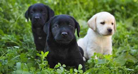 Black Dog Breeds