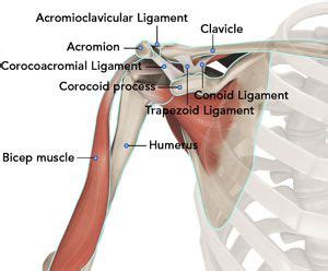 Circumduction Anatomy