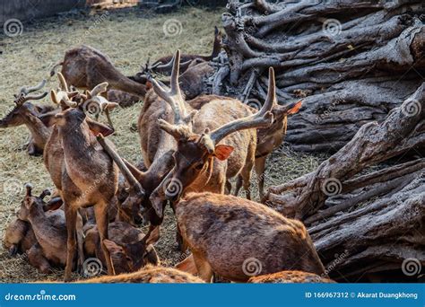 Brow-antlered deer stock photo. Image of asia, animal - 166967312