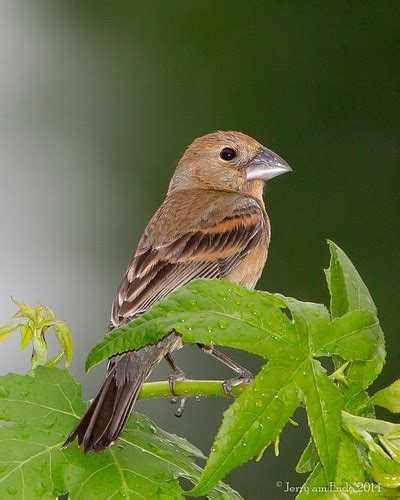 Female Blue Grosbeak | In the rain! | Jerry am Ende | Flickr