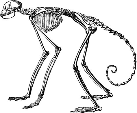 Monkey Skeleton | ClipArt ETC