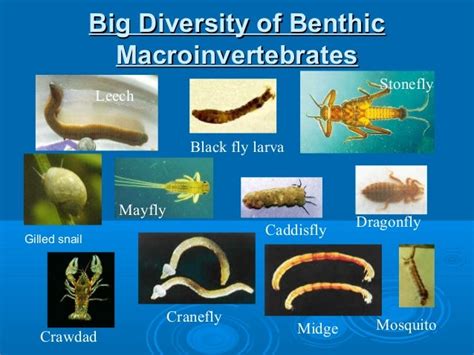 Benthic Macroinvertebrates