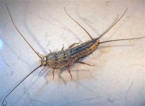 Pest control stores in phoenix az, silverfish bug in bed, how to get ...