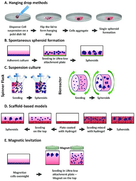 Spheroid culture techniques – faCellitate