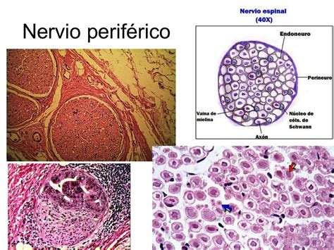 Histología del Tejido Nervioso. Escuela de Medicina ITESM