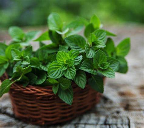 Mint: Planting, Growing, and Harvesting Mint Plants | The Old Farmer's ...