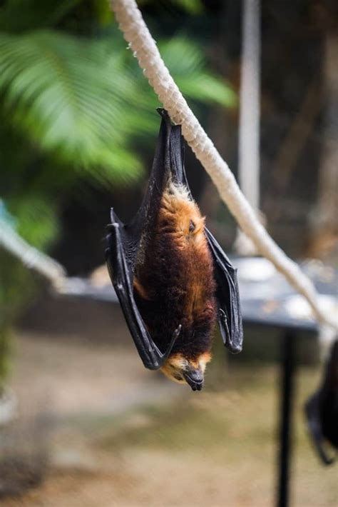 Giant Golden Crowned Flying Fox Size Comparison