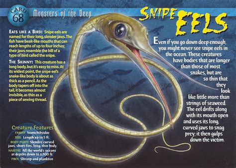 Snipe Eel | Wierd N'wild Creatures Wiki | FANDOM powered by Wikia