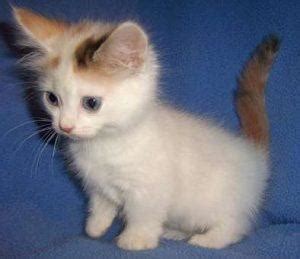 Ojos Azules Cat Info, History, Personality, Kittens, Diet, Pictures