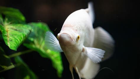 Moonlight Gourami Fish Care Guide: Look, Breeding & All 2024