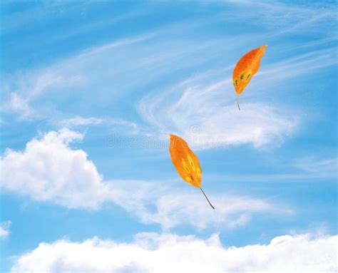 Leaves Blowing In The Wind Stock Photography - Image: 17881732