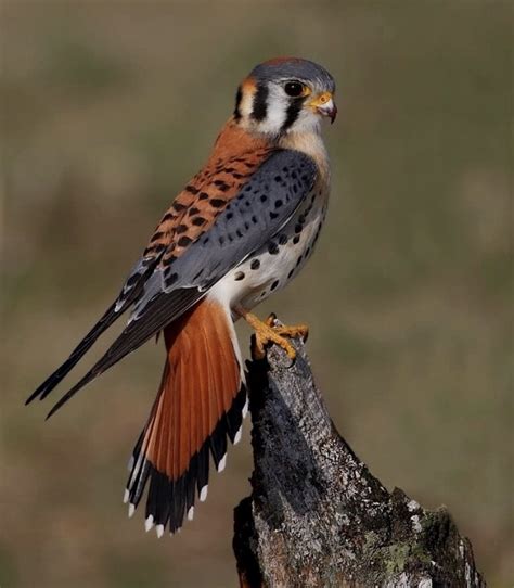 217 best American Kestrel images on Pholder | Birding, Birdpics and Birdsofprey