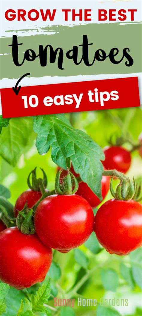 Best Tomato Growing Tips and Secrets to Better Tomatoes! | Growing ...