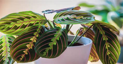 Red Maranta Prayer Plant Care- GIY Plants