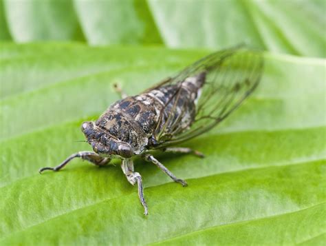 How Cicadas Create That Distinct Noise