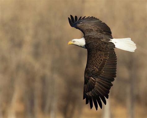 Bald Eagle Hunting Photograph by Lois Lake - Fine Art America