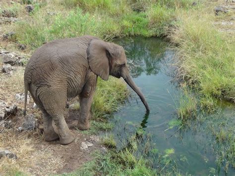 Baby Elephant drinking water - They always think they are tinny and ...