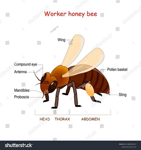 Anatomy Worker Honey Bee Closeup Bee Stock Vector (Royalty Free ...