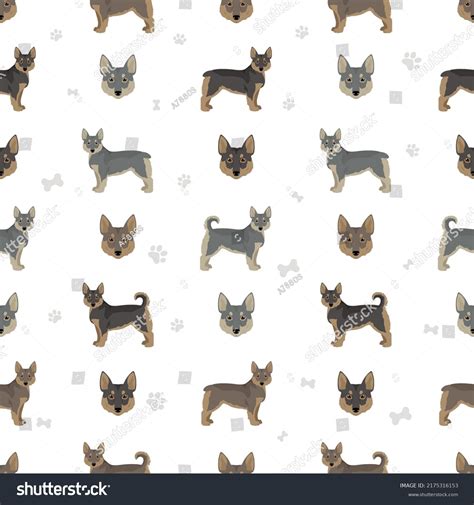 Swedish Vallhund Coat Colors Different Poses Stock Vector (Royalty Free ...